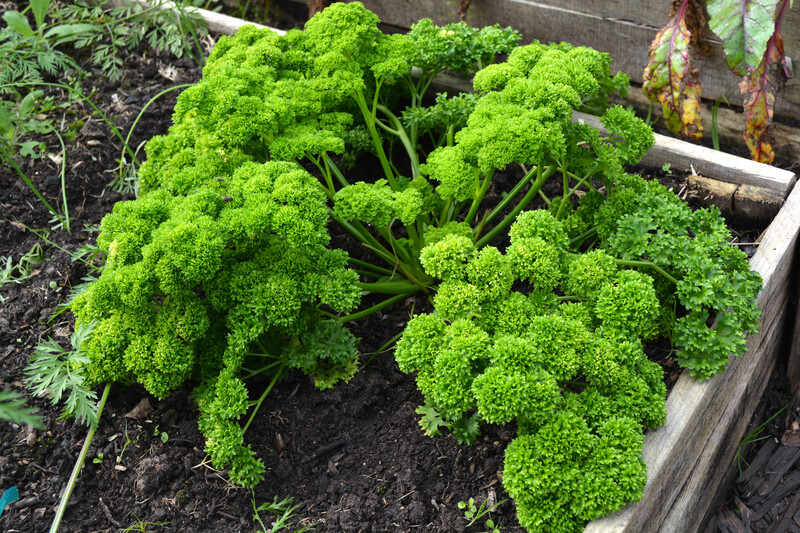 Garden lawn